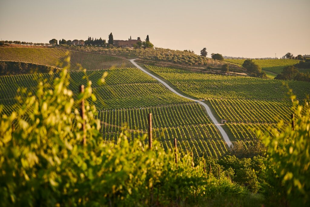 5 acres of land vineyard landscape during sunset