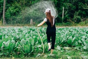 Woman watering in organic vegetable farm as an example of the process of rent to own land