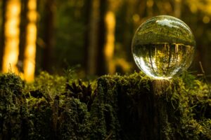 Lensed ball next to moss on a stump in the forest next to moss on a stump in the forest displaying flipping land