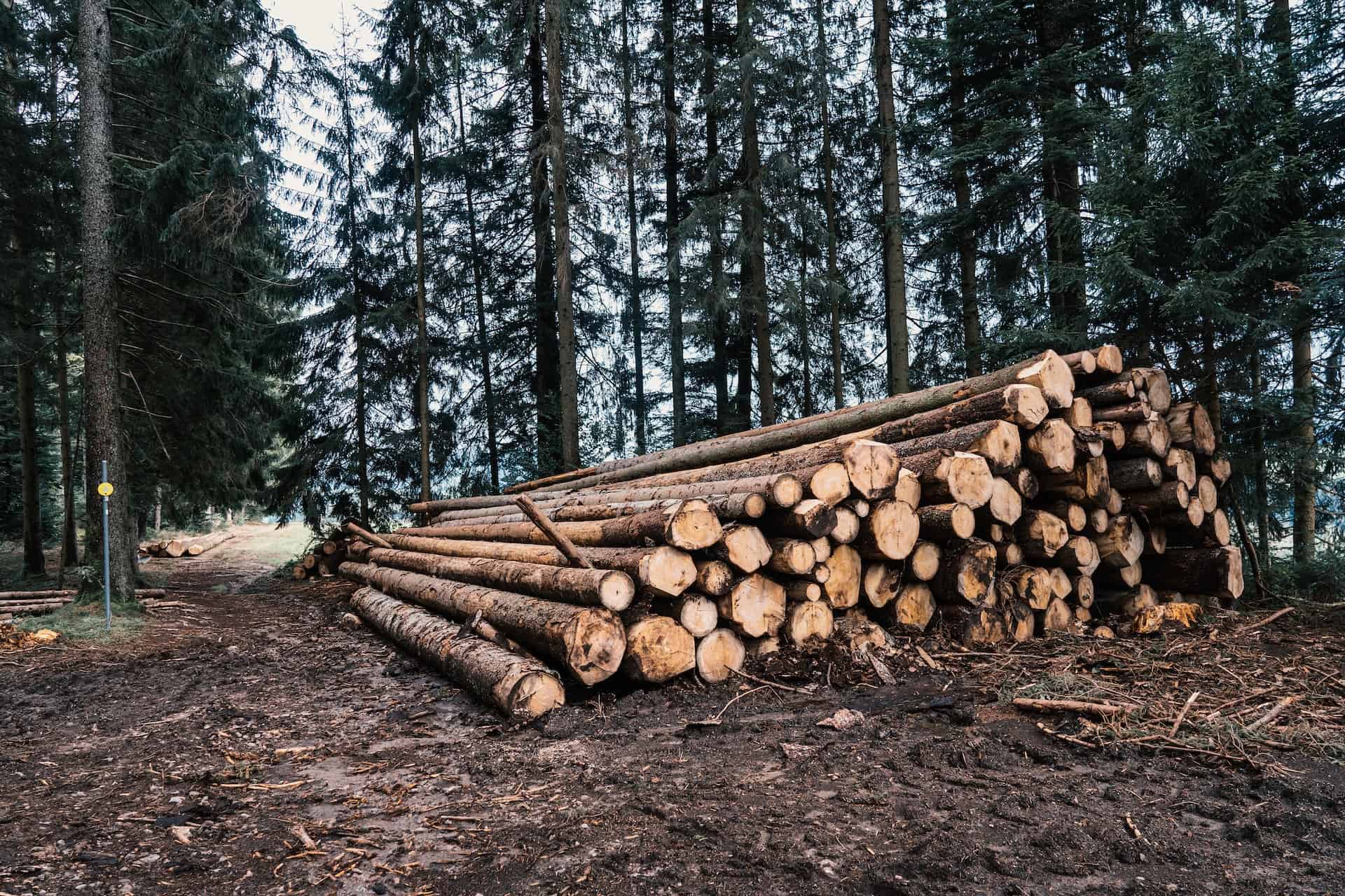 Brown wood logs
