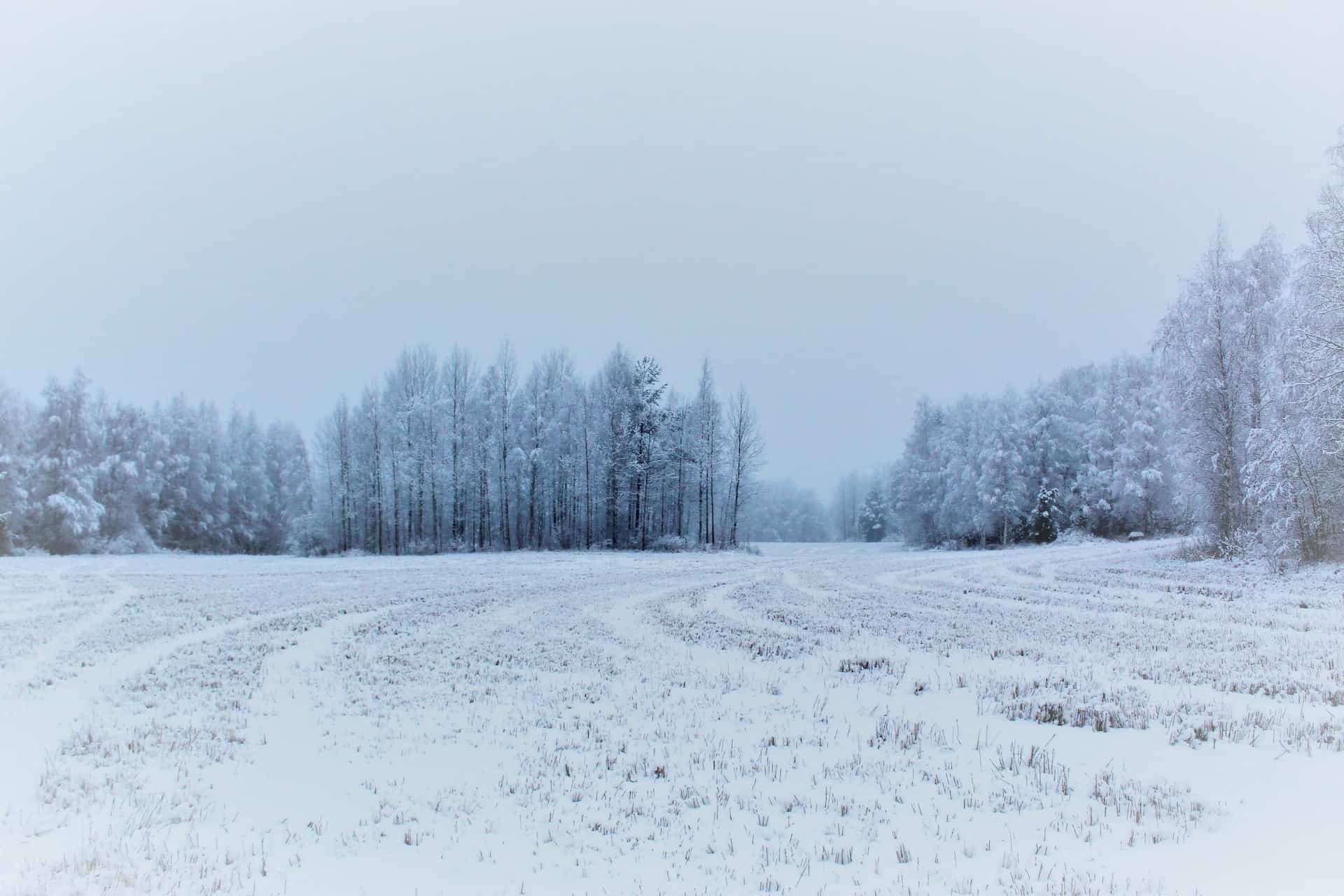 Snow covered field with trees