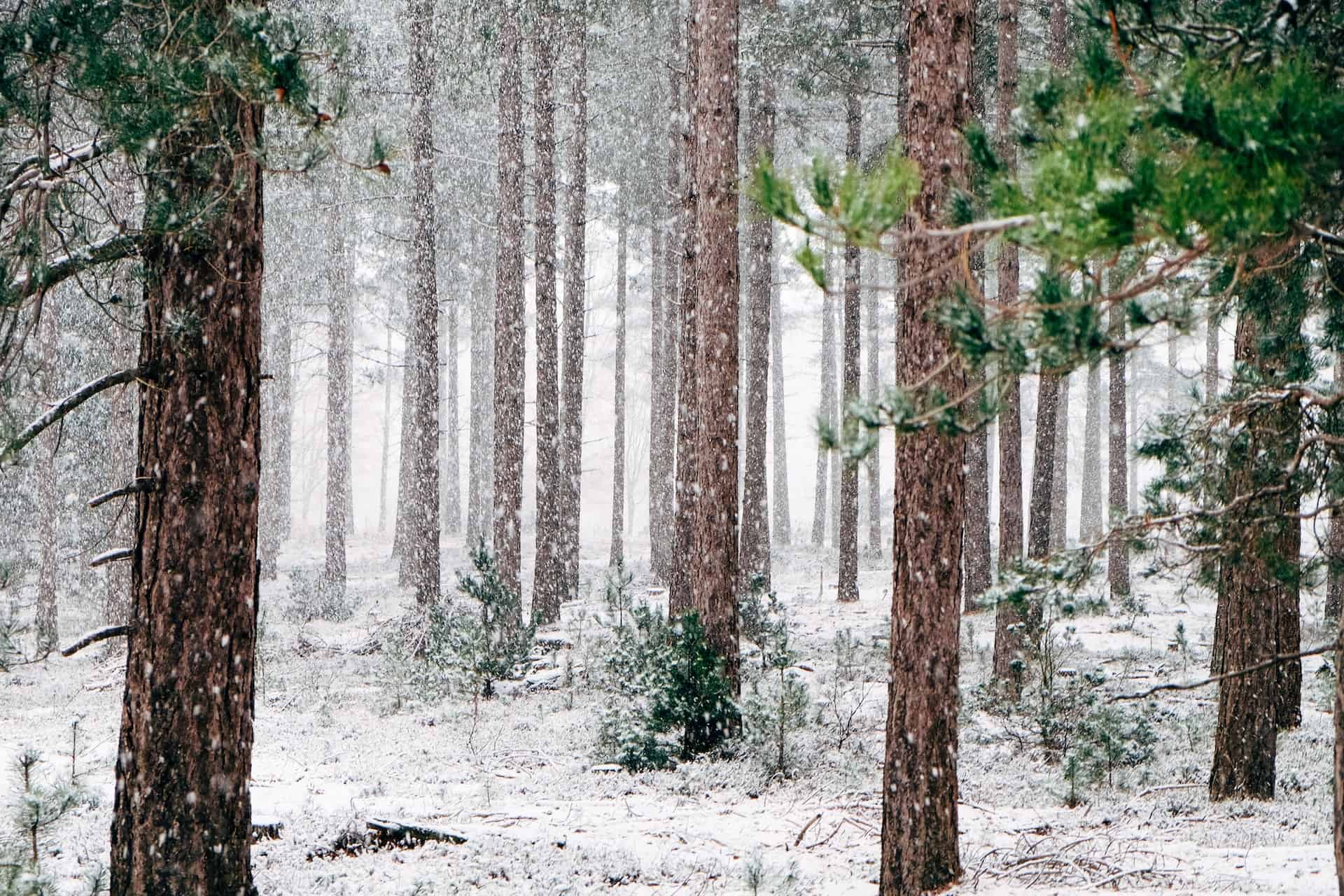 Snow falling in a forest