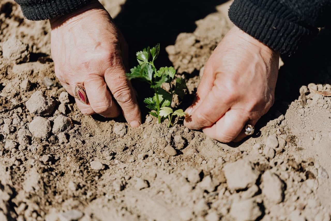 Crop Photo Of Person Planting Seedling in Garden Soil