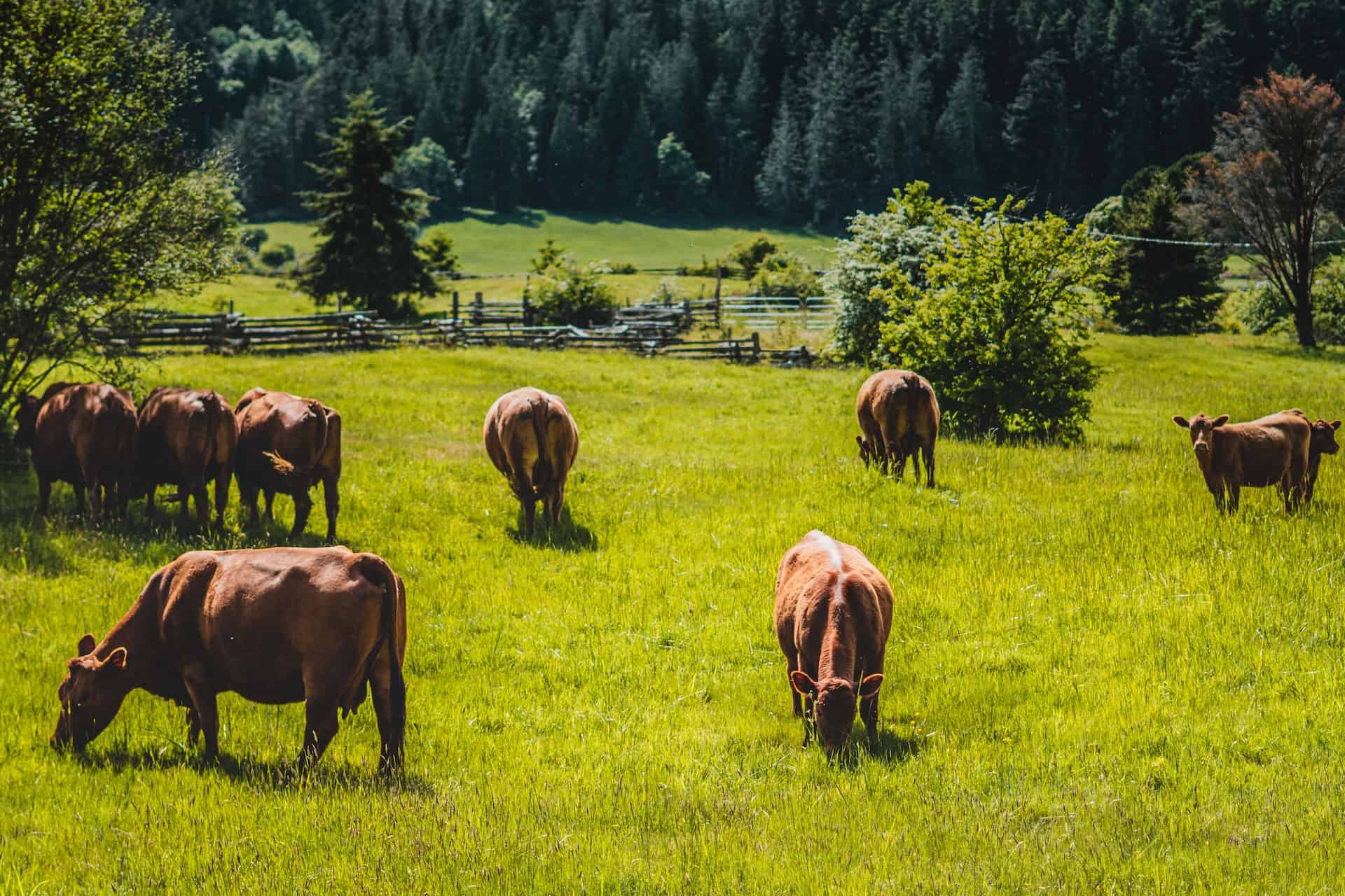 Herd of cows on a grass field