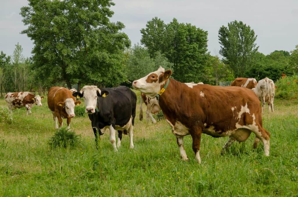 Cows on green meadow at a cattle farm