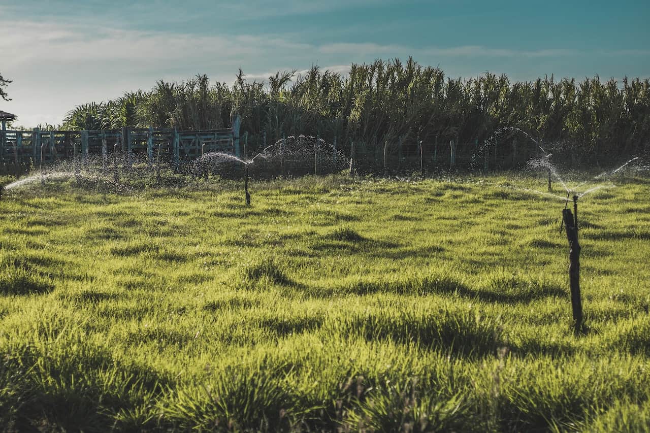 Green Grass Field with Sprinkler Irrigation