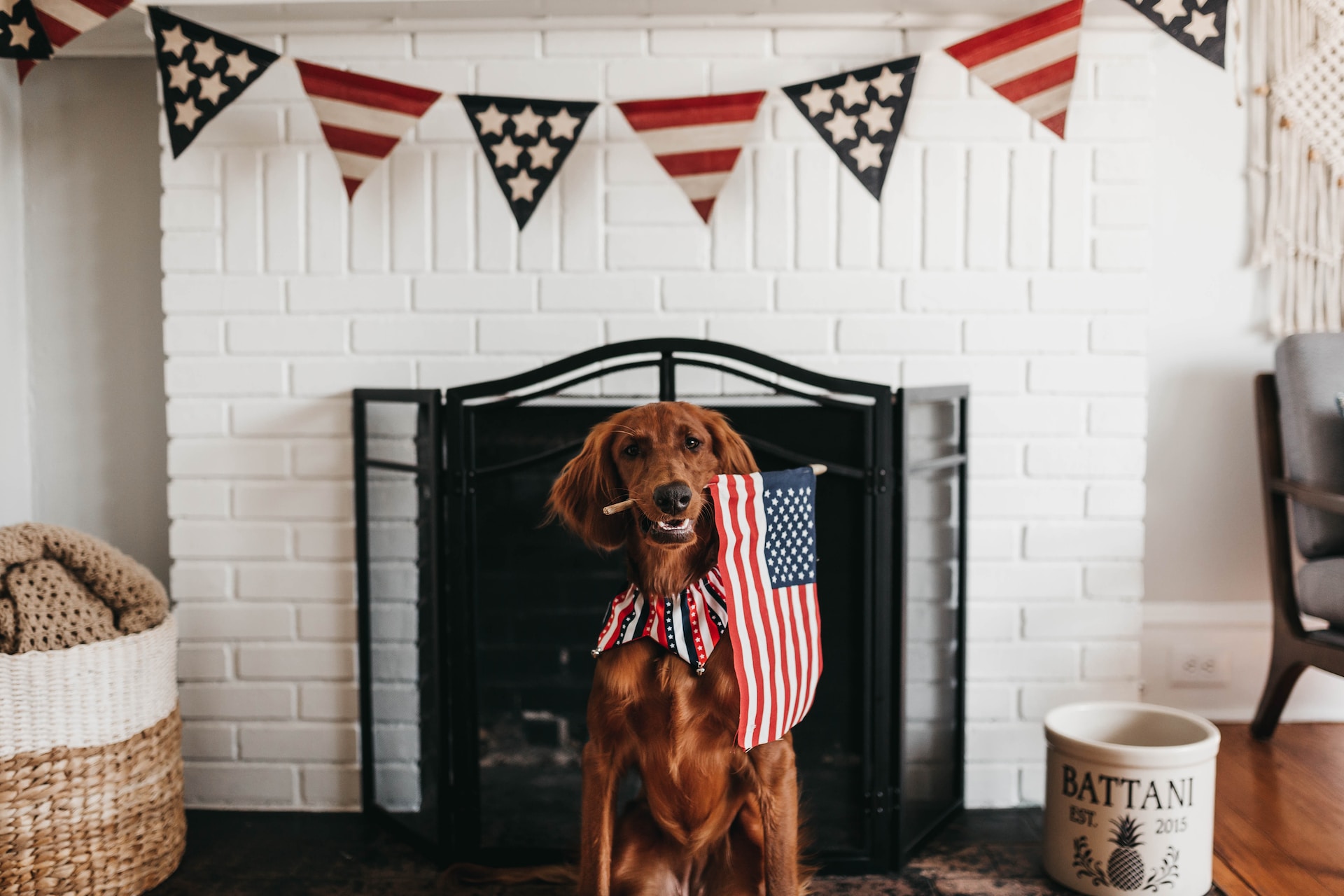 brown dog in front of fireplace holding the American flag celebrating Independence Day