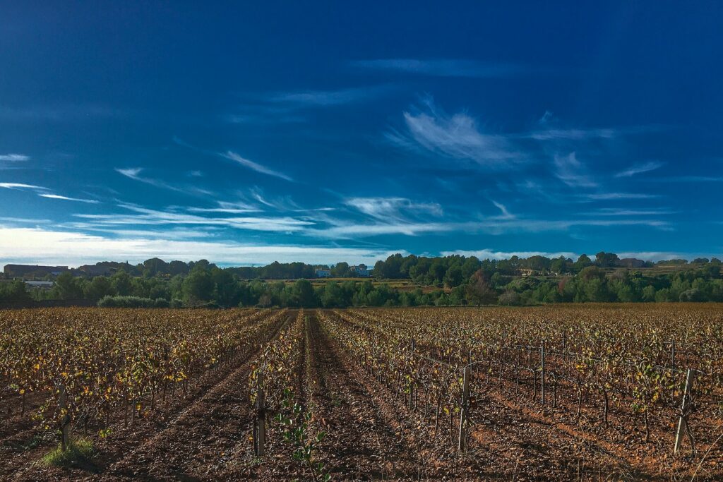 Vineyards during the autumn in Europe, when the leaves change colors