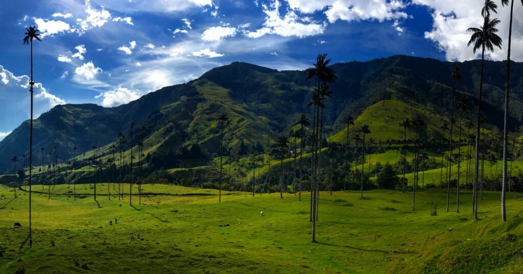 large palm trees and land covered in abundant lush tropical vegetation